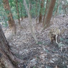 尾根に続く郭群