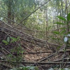 倒竹で埋まる堀底道
