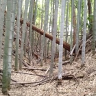 犬飼城の竹藪の中の空堀