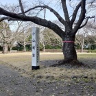 桜のシーズンは賑わいそう