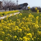 ①	神埼駅前の菜の花