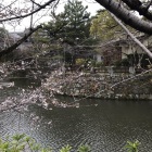 桜と腰曲輪石垣