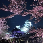 園内の桜と白亜の姫路城-1