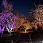 桜の園のライトアップ