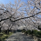 豊公園内に咲き誇る桜-1