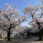 膳所城跡公園内に咲き誇る桜