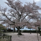 本丸に咲き誇る桜
