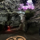園内の桜と白亜の姫路城-2
