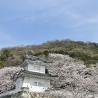 隅櫓と桜-2