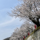 西側登城道石垣上に咲き誇る桜