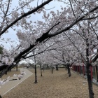 天守台付近の桜並木