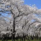 豊公園内に咲き誇る桜-2