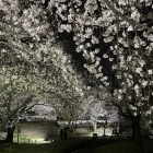 城内に咲き誇る桜-2
