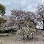 鐘の丸跡の桜