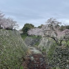 堀沿いに咲き誇る桜-1