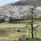 本丸内に咲き誇る桜-2