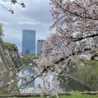 内堀と桜