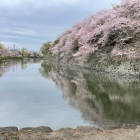 中濠石垣に咲き誇る桜-2