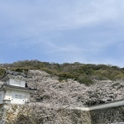 隅櫓と桜-1