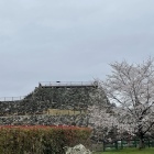 天守台と桜