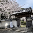 本丸搦手「しころ坂門」と桜