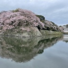 中濠石垣に咲き誇る桜-1