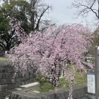 主郭入口に咲く桜