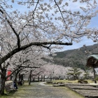 本丸内に咲き誇る桜-1