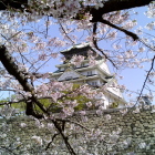 桜越しの天守閣