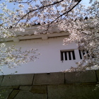 大手門多聞櫓と桜