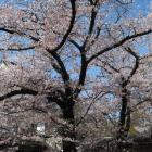 桜花爛漫！　桜の奥には千貫櫓