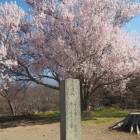 天守台の桜
