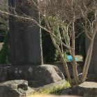 後ろが「龍ヶ崎城」。指、すいません。