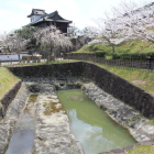 十露盤掘と桜