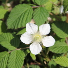 野イチゴの花大手南外堀の北辺り