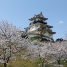 桜に浮かぶリニューアル天守閣