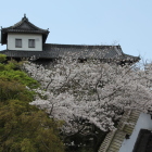 太鼓櫓と桜