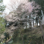三の丸北東角下の桜