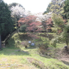 東尾根曲輪より本曲輪の桜