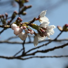 天守台北側の隅に咲き始めの桜