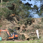 本丸北東尾根堀切伐採中
