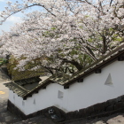 四足門階段横の白土塀と桜