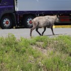 ニホンカモシカ遭遇西の丸外堀の西端その後堀の葦原に消える