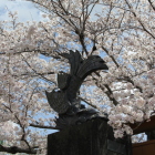 元市役所門柱・鯱と桜
