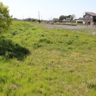二の丸北側の北外堀跡茶畑が草原に変身