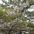 公園内に咲く満開前の桜