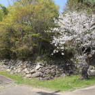 同左・本丸南東角石垣と桜