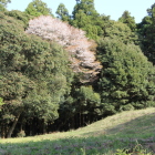 二の曲輪中仕切土塁横の山桜