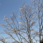 同左横の桜