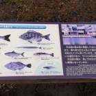 ④	お魚の説明板（参考）